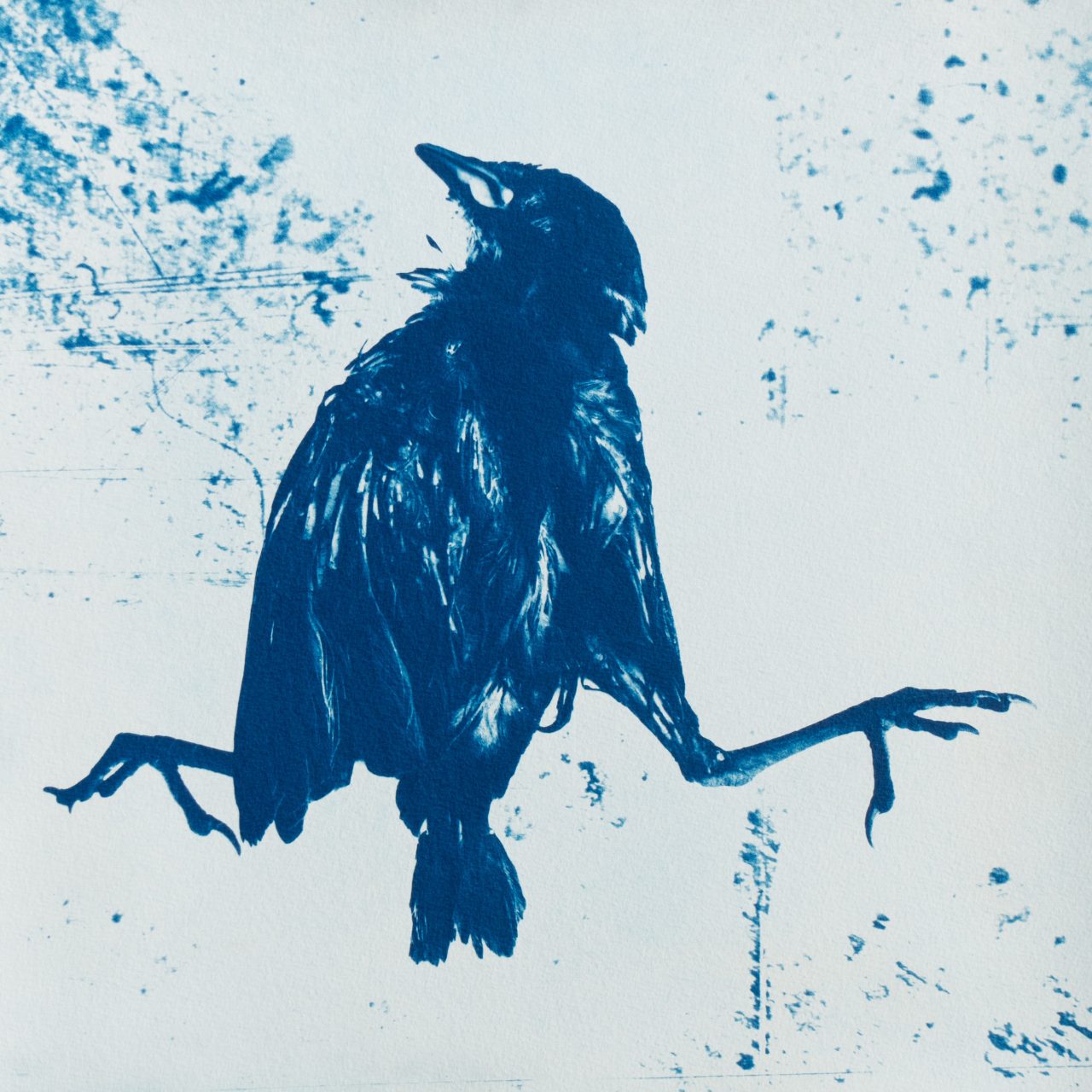 Change
A dead bird marks a new beginning and symbolizes a metaphorical death as opposed to a physical death.

Cyanotype blue 40 x 40 cm